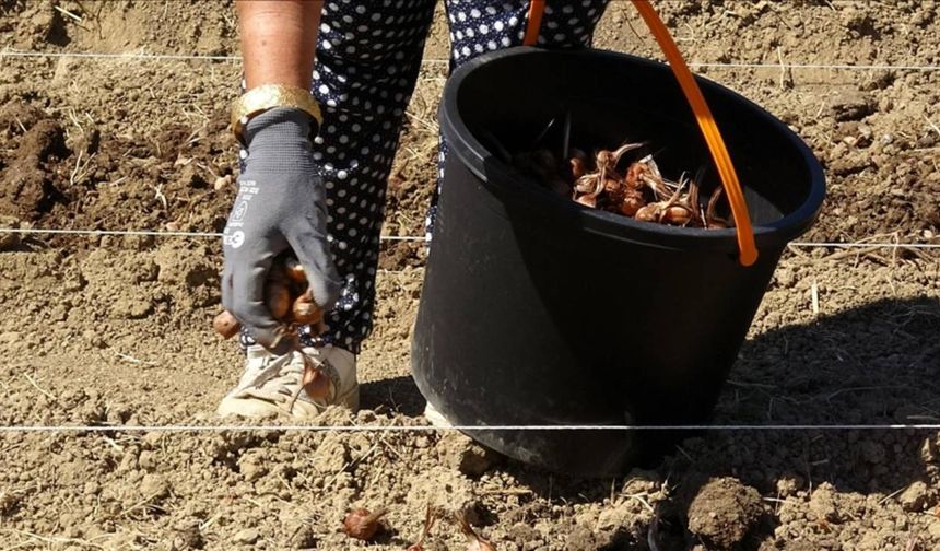 Karabük'te safran soğanı toprakla buluştu
