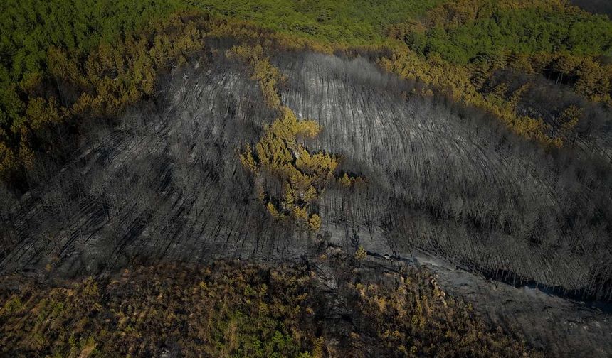 Uşak'taki orman yangını büyük oranda kontrol altına alındı
