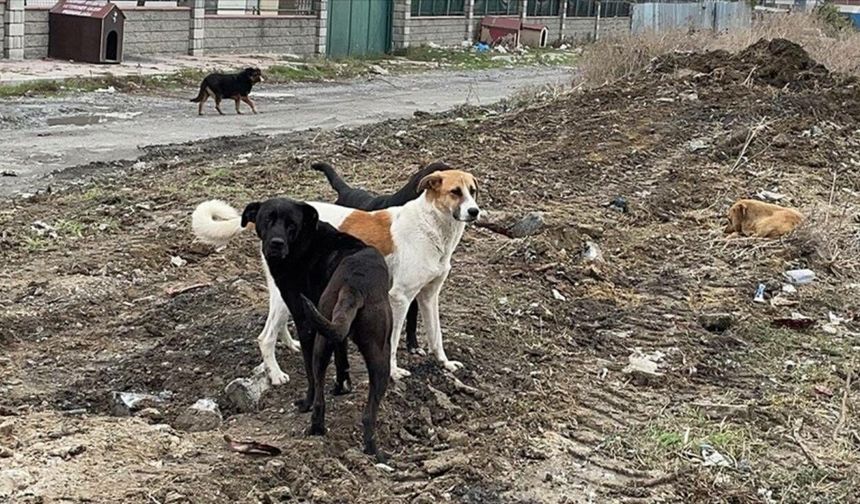 Şanlıurfa'da bir çocuğun sahipsiz köpeğin saldırısına uğramasıyla ilgili müfettiş görevlendirildi
