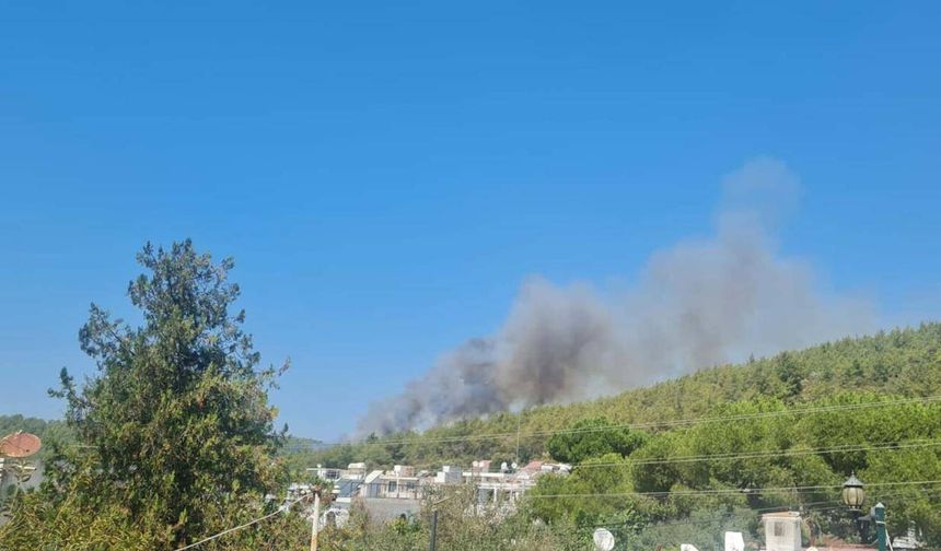 Mardin'de ormanlık alanda çıkan yangın kontrol altına alındı
