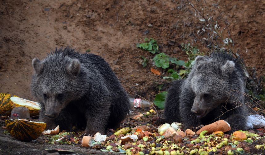 Kara yolu kenarını mesken edinen ayı yavrularını bölge sakinleri besliyor