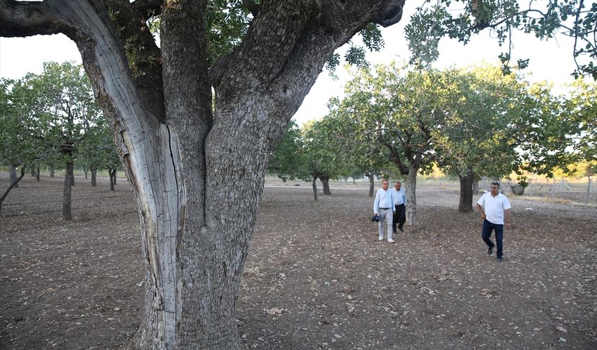 Şanlıurfa'da özenle bakılan fıstık ağaçları asırlardır meyve veriyor