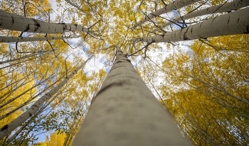 Tunceli'nin zirvelerindeki ormanlar güz renklerine büründü