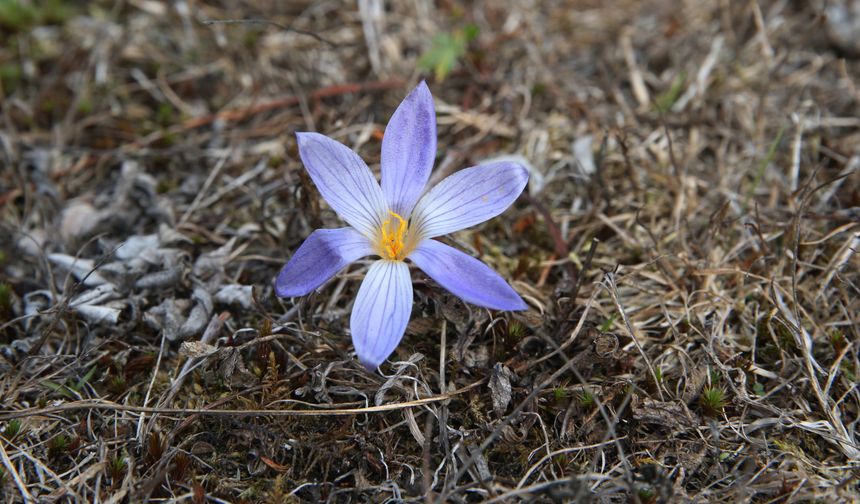 Yayladan dönüşün habercisi 'vargit' çiçekleri Ilgaz Dağı'nı süsledi
