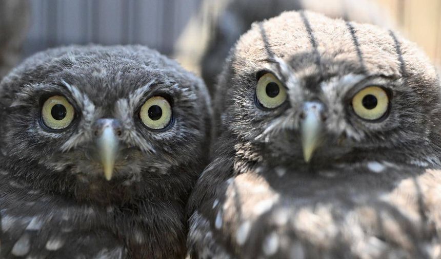 DMKP, 13 yılda yaklaşık 73 bin hayvanı tedavi ederek doğaya saldı