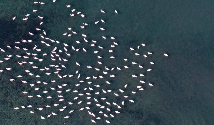 İzmit Körfezi'ndeki dip çamuru temizliği biyoçeşitliliği artırdı