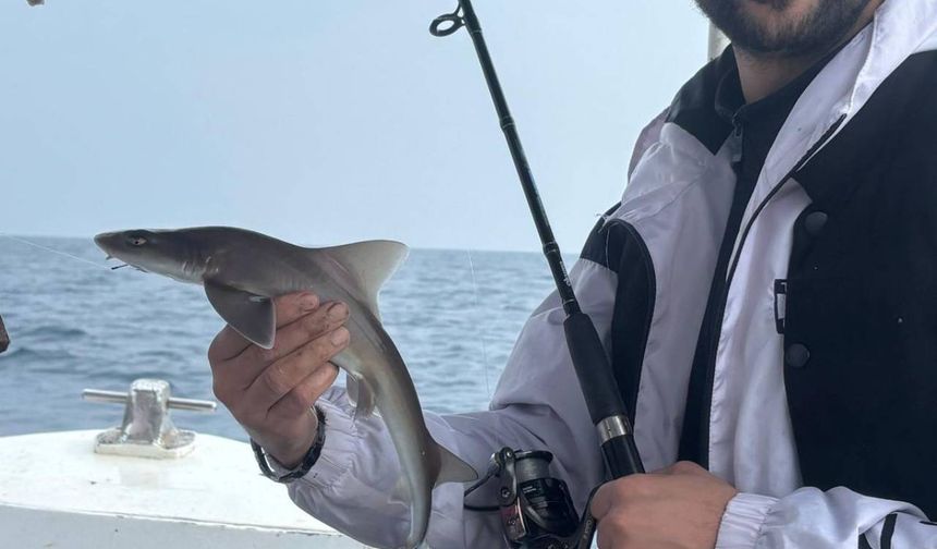 Berberin oltasına yavru köpek balığı takıldı