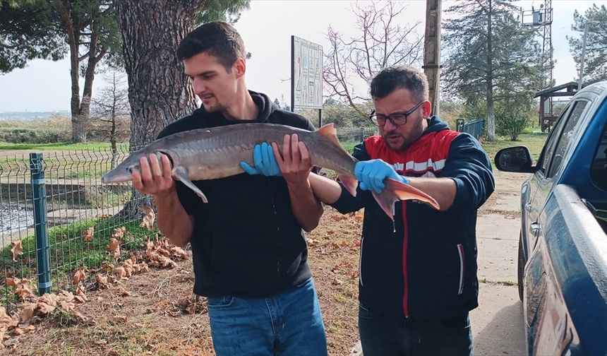 Meriç Nehri'nde yakalanan mersin balığı koruma altına alındı