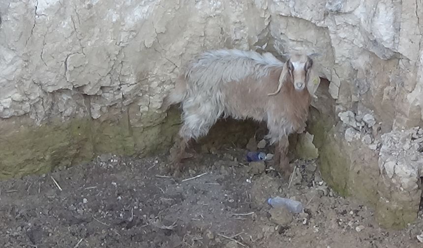 Uşak'ta kuyuya düşen keçiyi itfaiye kurtardı