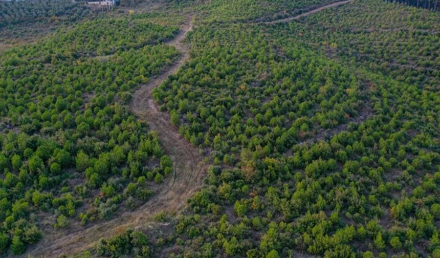 Bursa'da yanan ormanlık alanlar yeniden yeşeriyor