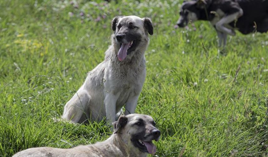 'İstanbul'da kuduz vakası patladı' iddiasına ilişkin açıklama