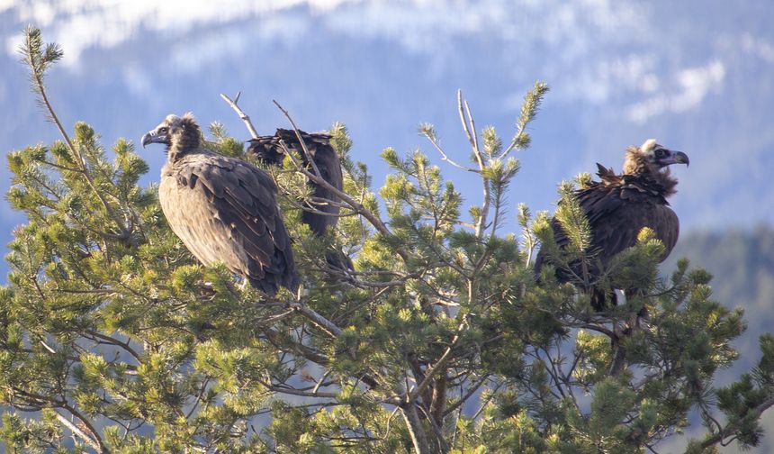 Akbabaların izi Bolu'daki istasyonda sürülüyor