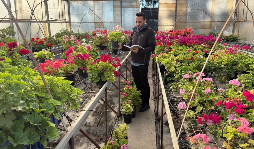 Sardunyanın yerli çeşitleri geliştirilerek sektöre kazandırılacak