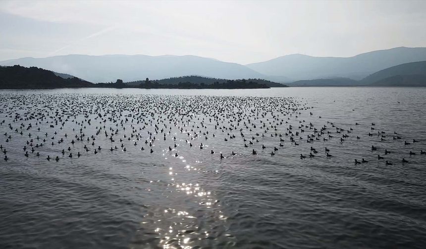 Yağışlarla nefes alan Bafa Gölü'nde doğal yaşam yeniden canlandı
