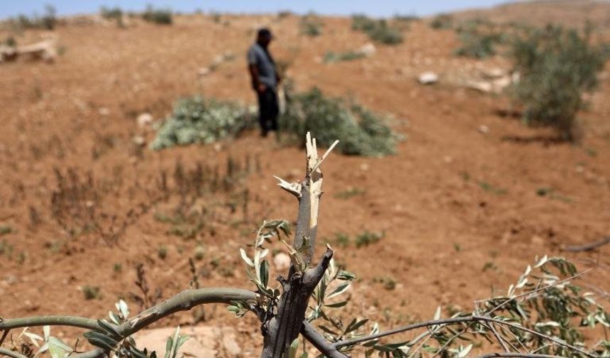 Ramallah'ta zeytinliklere saldırı: 200 ağaç söküldü