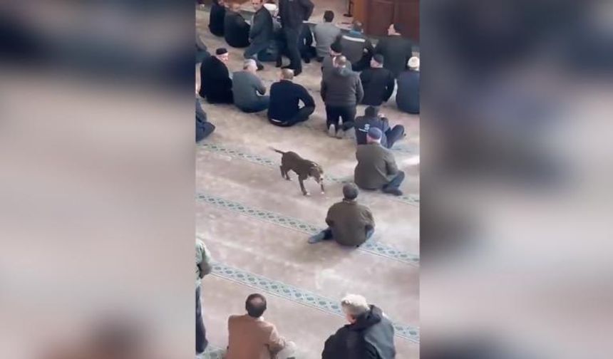 Camide başıboş pitbull skandalı!