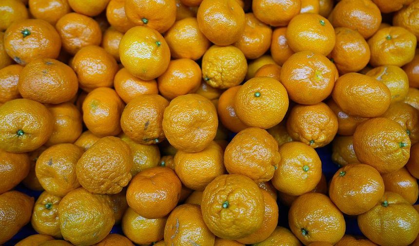 Mandalinada tarihi ihracat rekoru