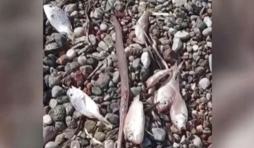 Ölü balıklar kıyıya vurdu! Bölgede inceleme başlatıldı