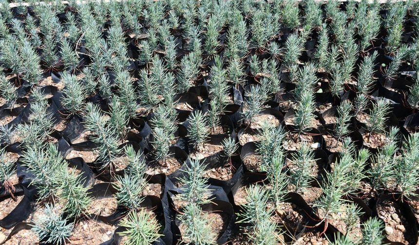 Gabar petrol sahasına yeşil dokunuş