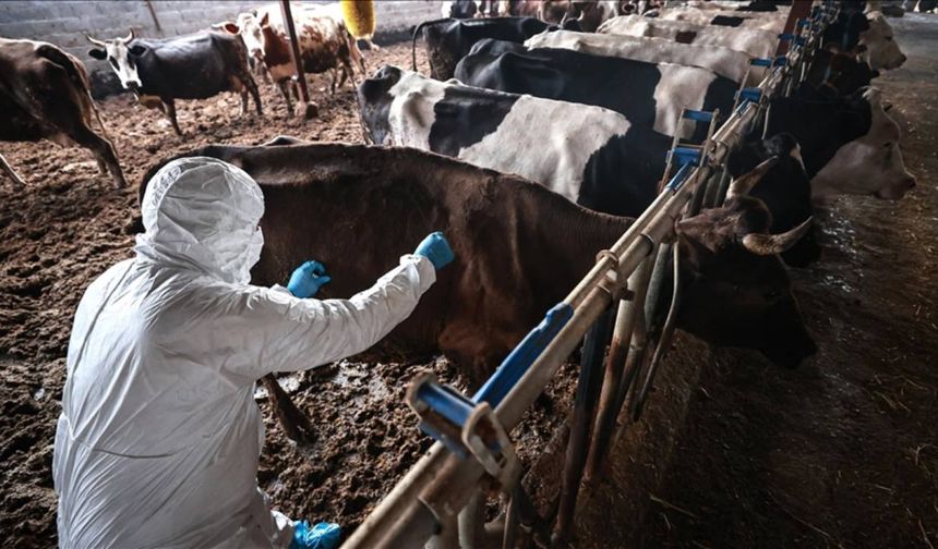 Sakarya'da 37 mahallede şap karantinası başlatıldı