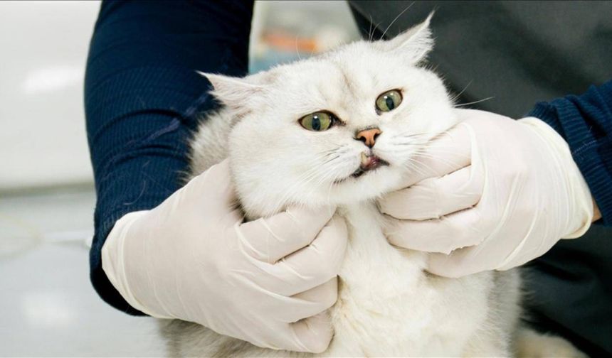 Veteriner Kontrol Enstitüleri 21 yeni laboratuvarla güçlendirilecek