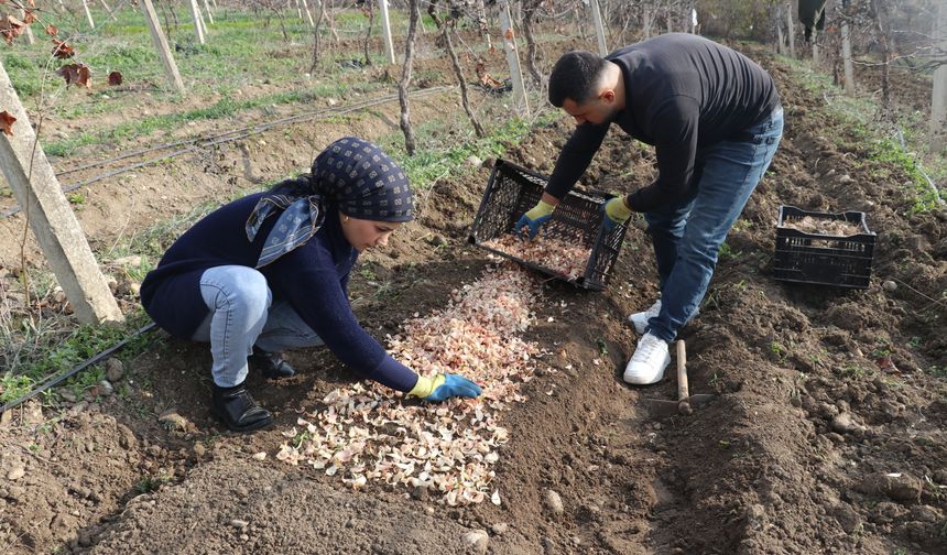 Adanalı girişimci, yetiştirdiği ak zambak soğanlarıyla ihracata hazırlanıyor