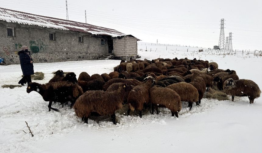 Ardahan'da devlet desteğiyle koyun sayısı yüzde 50'den fazla arttı