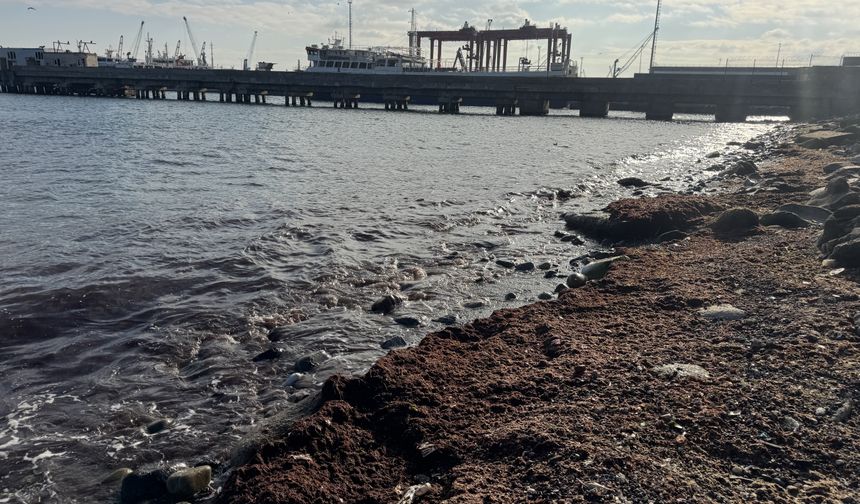 Tekirdağ'da lodos nedeniyle sahilde kırmızı yosun birikti
