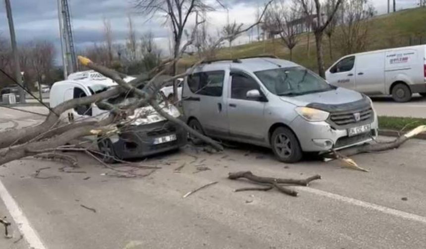 Bursa'da kuvvetli rüzgar: Ağaçlar devrildi
