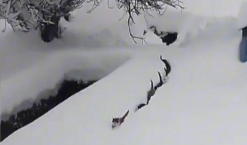 İmamın seslendiği kediler karda tek sıraya girdi