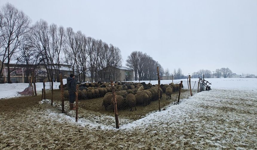 Muş'ta devlet desteğiyle hayvancılık gelişiyor