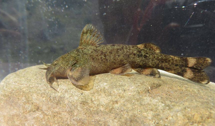 Türkiye'de tatlı su balıkları tehlike altında