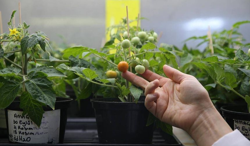Uzay tarımı için önemli adım