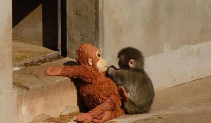 Gündem olan yalnız maymundan yeni haber