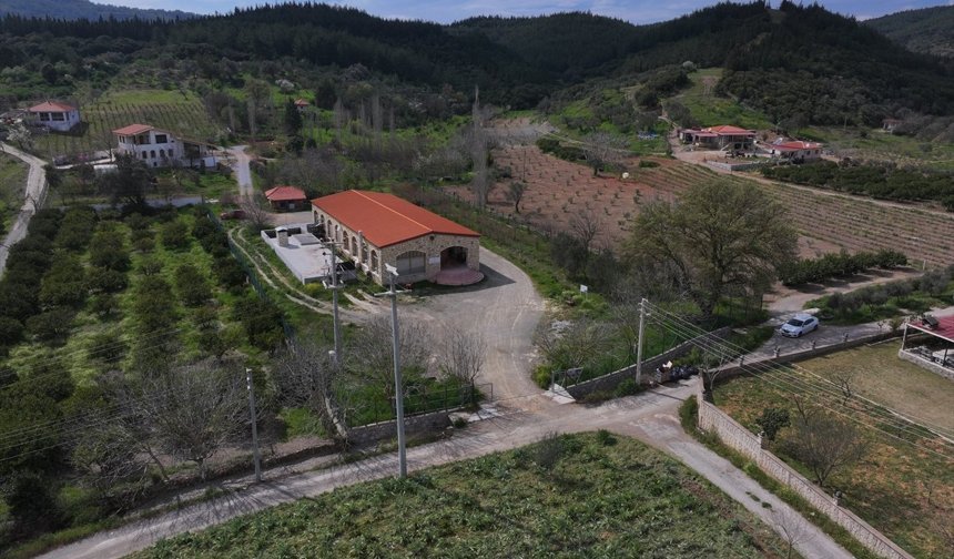 Anadolu'nun zeytinyağı mirası İzmir'deki 'tadım kütüphanesinde' buluştu