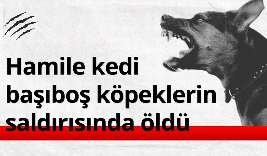 Başıboş köpeklerin saldırdığı gebe kedi öldü