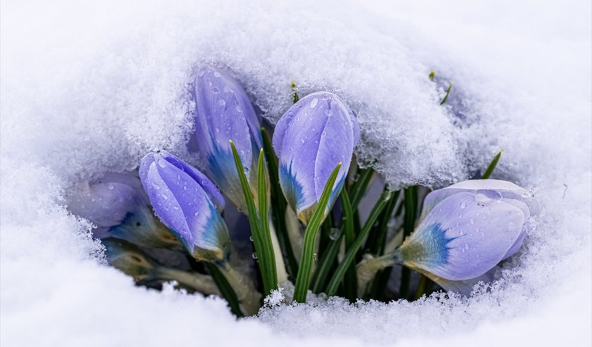 Kars'ta 'baharın müjdecisi' kar çiçekleri beyaz örtünün altında kaldı