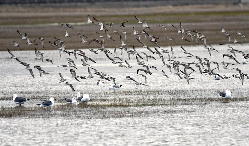 Kars'ta havanın ısınmasıyla canlanan doğa kuşlarla renklendi