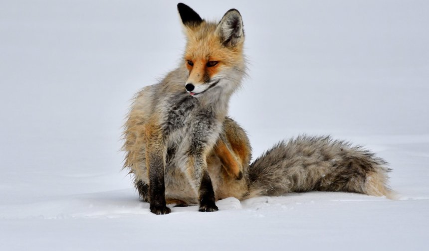 Kars'ta kızıl tilki karla kaplı mesire alanında yiyecekle beslenirken görüntülendi