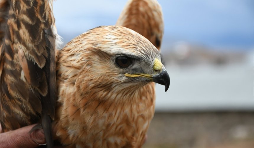Kars'ta yaralı bulunan kızıl şahin, tedavi altına alındı