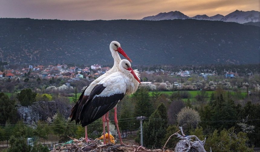 Leylekler Vadisi'nin konukları kuluçka döneminde birbirlerine destek oluyor