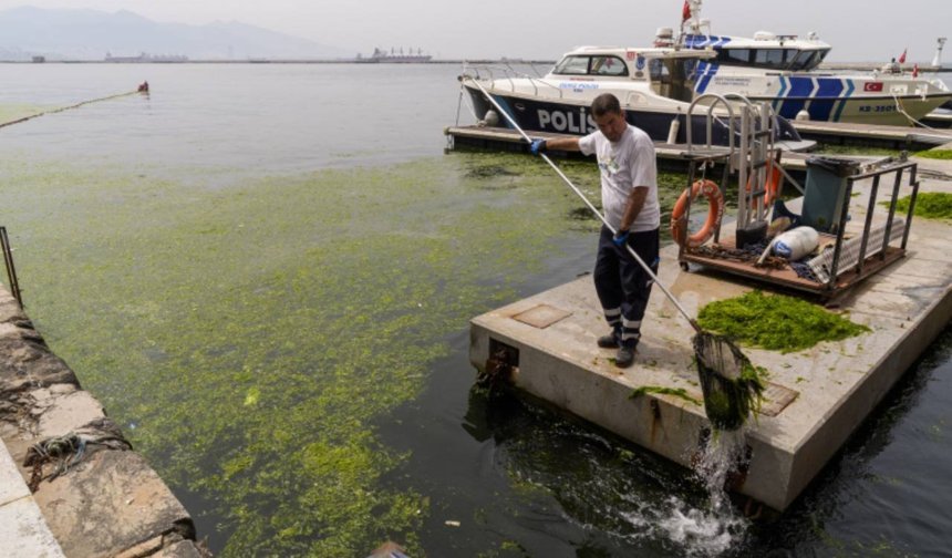 İzmir Körfezi'nde yosun tabakası oluştu