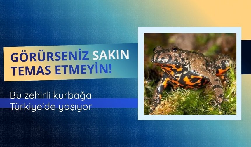 Bu Zehirli Kurbağa Türkiye'de Yaşıyor!