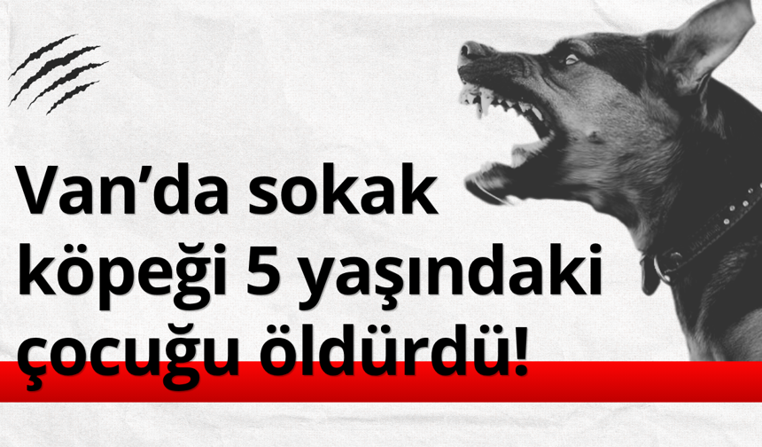 Van'da sokak köpeği 5 yaşındaki çocuğu öldürdü