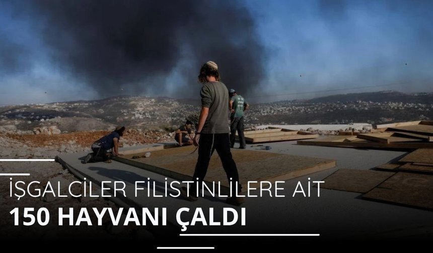 İşgalci İsrailliler, Filistinlilere ait 150 hayvanı çaldı