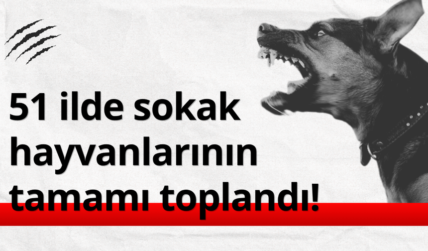 Bakan Çiftçi: 51 ilde sokak hayvanlarının tamamı toplandı