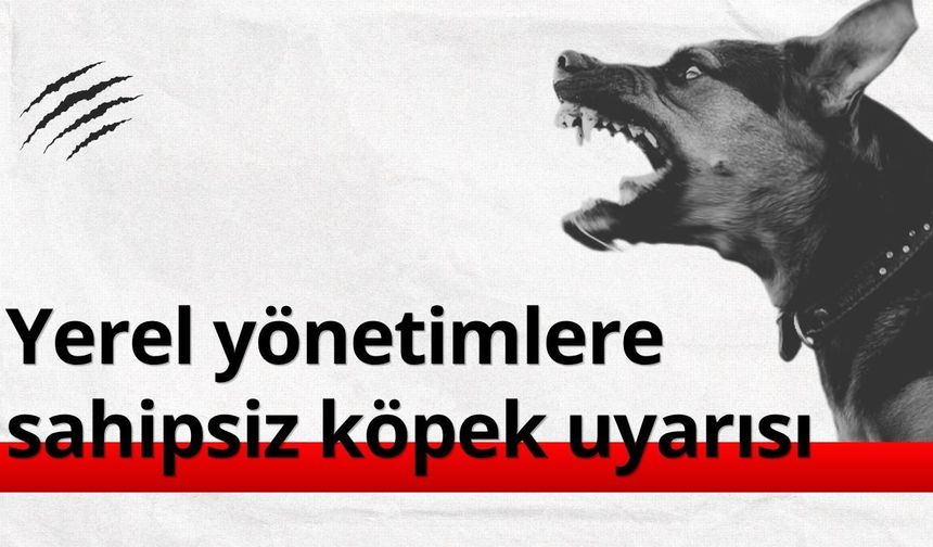 Yerel yönetimlere 'sahipsiz köpek' uyarısı