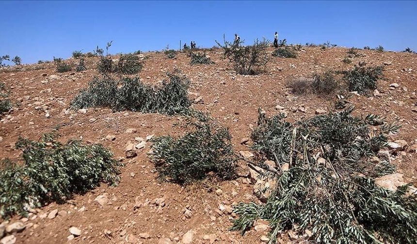 Vahşiliğin böylesi! İsrailliler zeytin ağaçlarını söktü