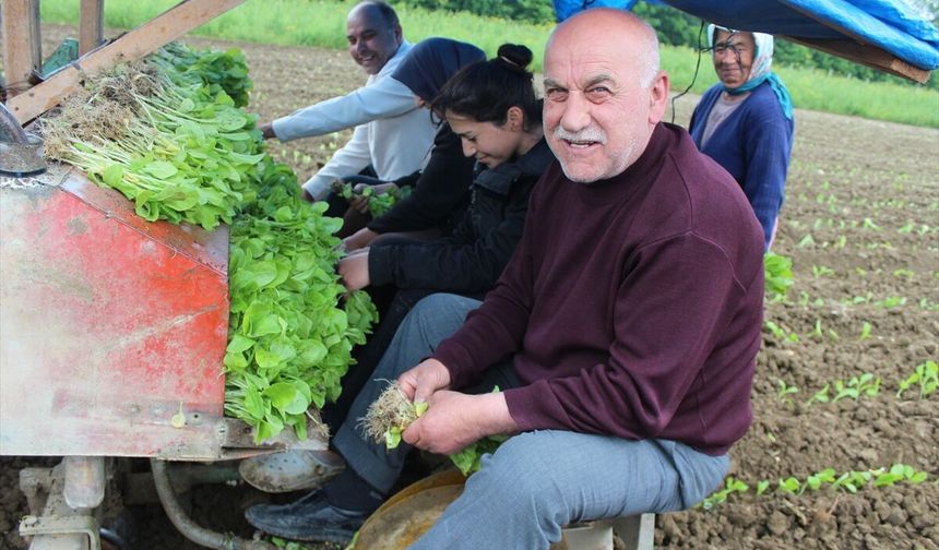 Bafra Ovası'nda tütün dikimi başladı