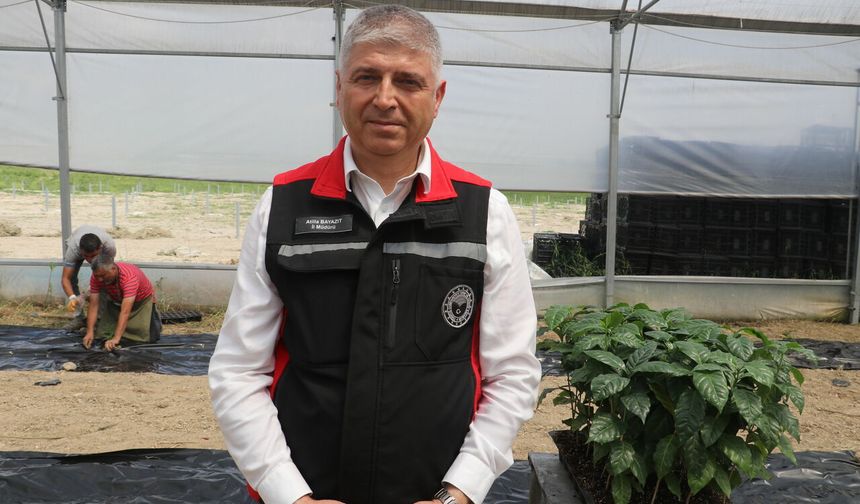 Çukurova'nın verimli topraklarında kahve de yetiştirilecek